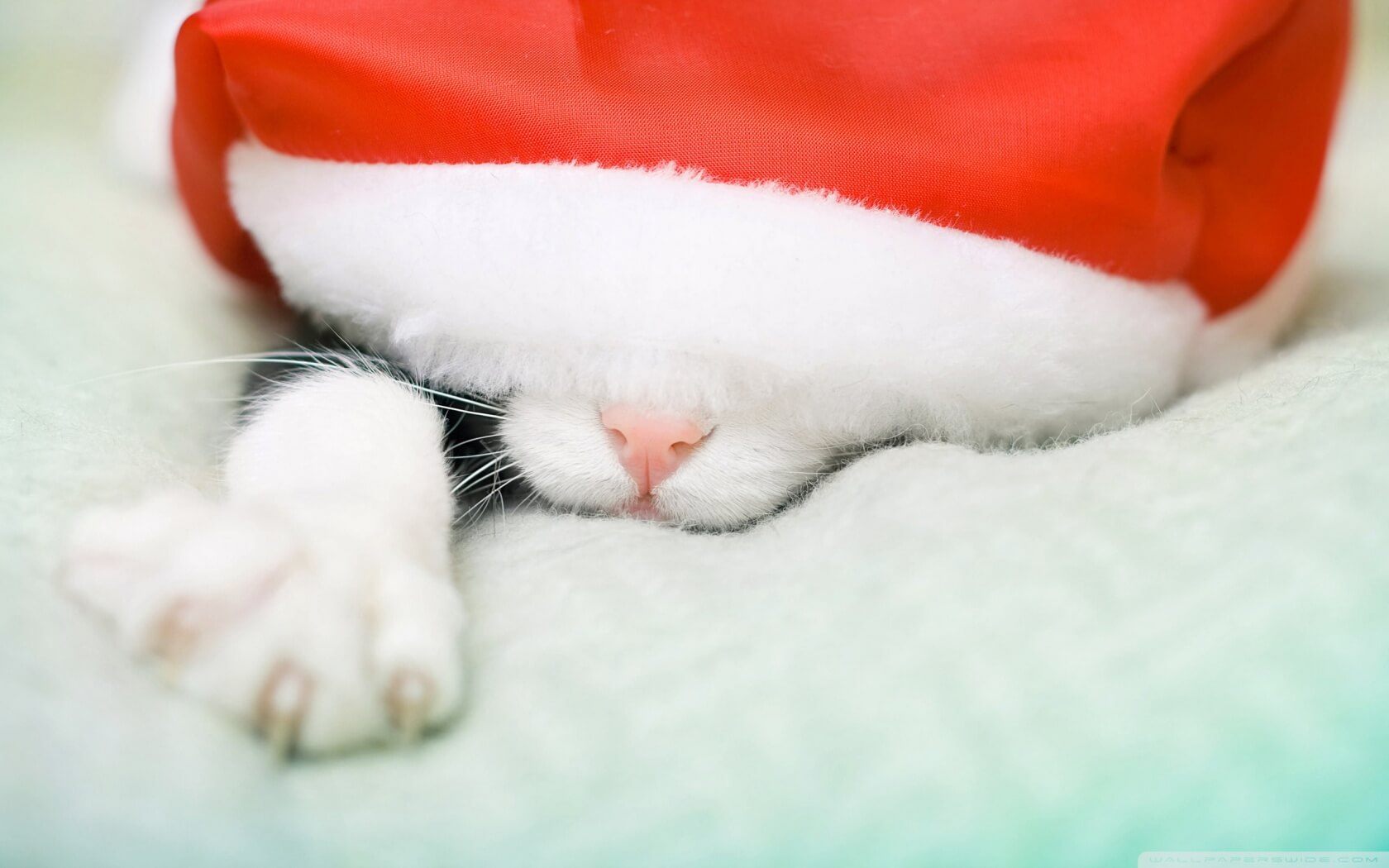 santa_cat_3-wallpaper-1680x1050